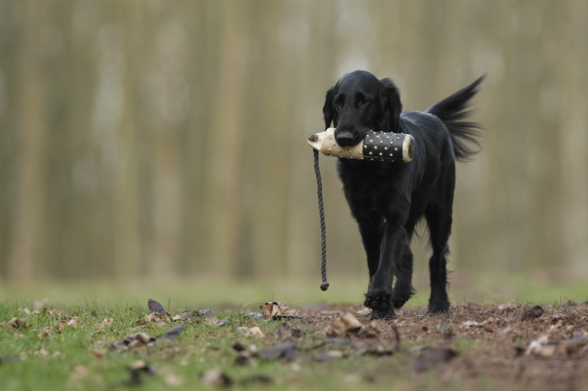 Jagdschein machen mit Hund